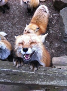 FOX SMILE