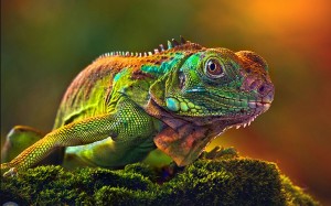 Wallpaper-HD-Camaleon-Some-lizards-change-color-very-quickly-1920x1200